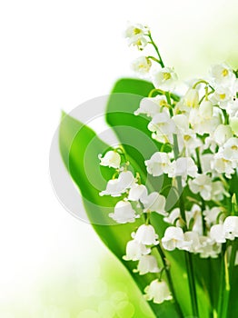 Lily of the Valley photo