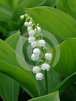 Lily of the valley