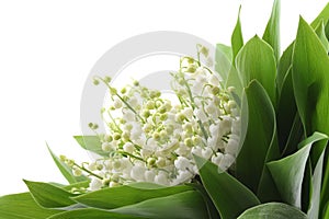 Lily of the valley photo