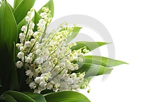 Lily of the valley