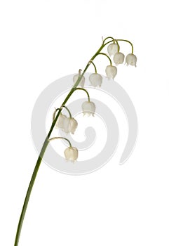 Lily of the valley