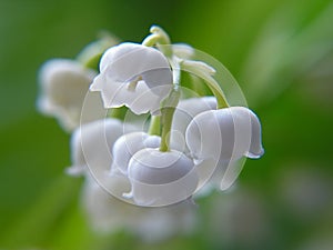 Lily of the valley