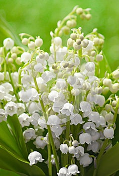 Lily of the valley