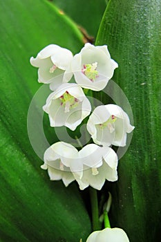 Lily of the valley