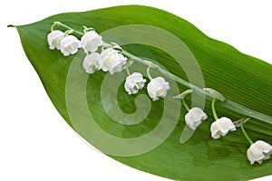 Lily of the valley