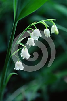 Lily of the valley