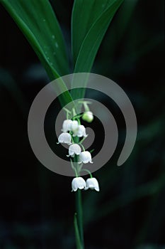 Lily of the valley