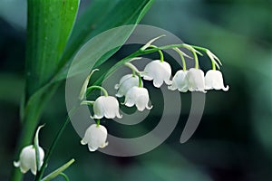 Lily of the valley photo