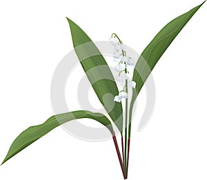 Lily of the valley