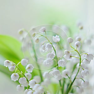 Lily of the valley