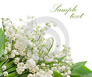 Lily of the valley