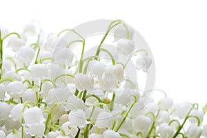 Lily of the valley photo