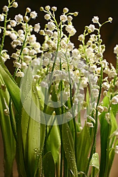 Lily-of-the-valley photo