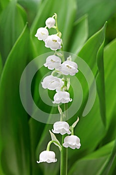 Lily of the valley