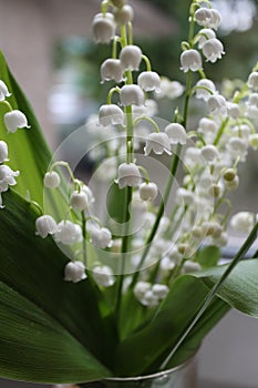 Lily of the valley