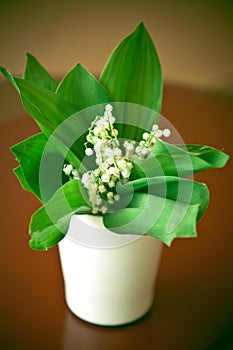 Lily Of The Valley