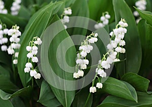 Lily of the valley