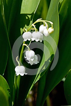 Macro of a Single Stem of Lily of the Valley Flower photo