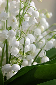 Lily of the valley