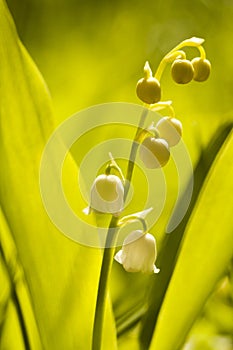 Lily of the valley