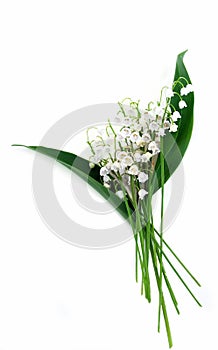 Lily of the Valley