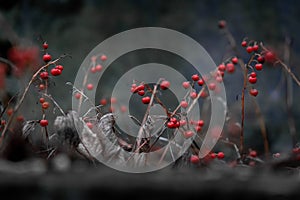 Lily of the valley berries on a dark background