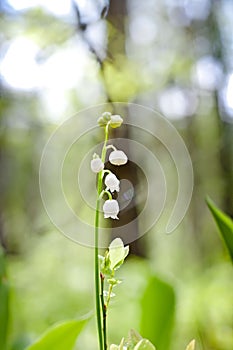 Lily of the valley blooms in the forest