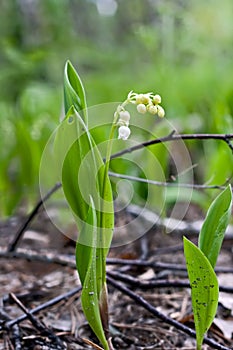 Lily of the valley blooms in the forest among the foliage