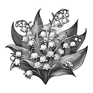 Lily of the Valley Bouquet engraving sketch vector