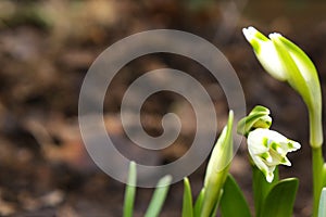 Lily of the valley photo