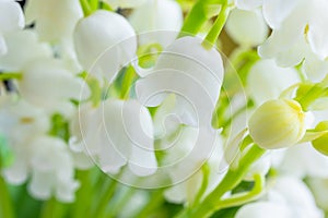 Lily of the valley close-up, detailed bright macro photo.