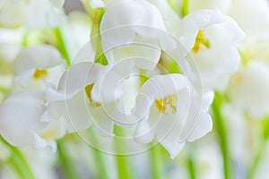 Lily of the valley close-up, detailed bright macro photo.