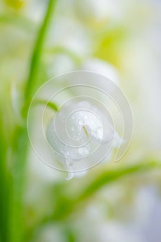 Lily of the valley close-up, detailed bright macro photo.