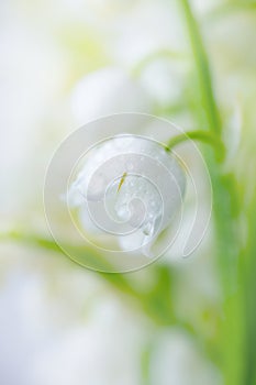 Lily of the valley close-up, detailed bright macro photo.