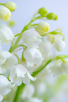 Lily of the valley close-up, detailed bright macro photo.