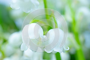 Lily of the valley close-up, detailed bright macro photo.