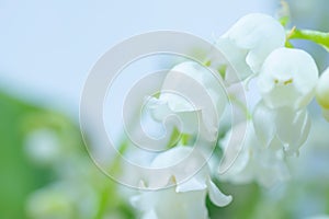 Lily of the valley close-up, detailed bright macro photo.