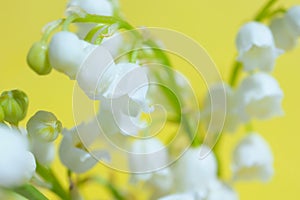 Lily of the valley close-up, detailed bright macro photo.