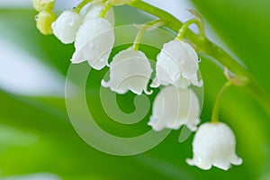 Lily of the valley close-up, detailed bright macro photo.
