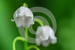 Lily of the valley close-up, detailed bright macro photo. The concept of spring, may, summer. Floral background