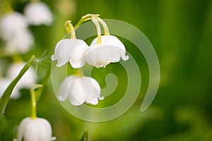 Lily-of-the-valley, convallaria