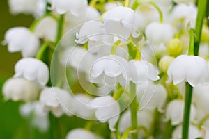Lily-of-the-valley, convallaria