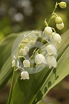 Lily-of-the-valley (Convallaria majalis)