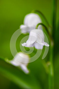 Lily-of-the-valley - Convallaria majalis