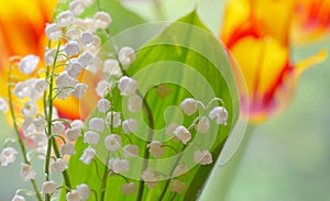 Lily of the valley convallaria majalis