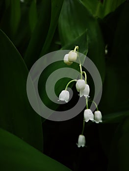 Lily of the valley, Convallaria majalis, flower in a ray of light photo