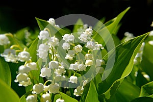 Lily of the valley Convallaria majalis photo