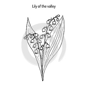 Lily of the valley Convallaria majalis . photo