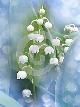 Lily of the valley - convallaria majalis