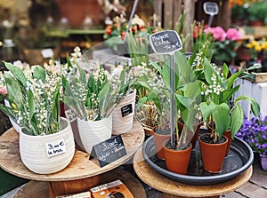 Lily of the valley day in France, selling bouquets on the streets, jour de Muguet photo